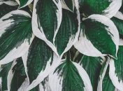 Как и другие растения на участке, хоста нуждается в уходе