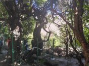 Найстаріший кущ винограду знайшли у Тибеті