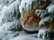 Как спрогнозировать погоду на длительный срок