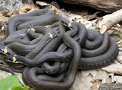 Вужі у Дніпрі