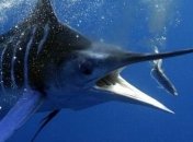 В Австралии нашли скелет рыбы-меч возрастом в 100 млн лет