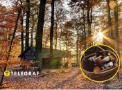 Осенний лес и грибы