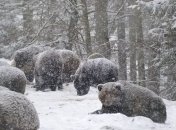 Из-за теплой зимы в Карпатах не спят медведи 