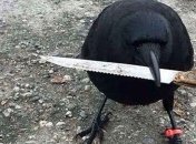 Позитив на весь вечер: самые наглые хулиганы и задиры из всего животного царства