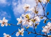 Тепла погода утримається найближчими днями в Україні