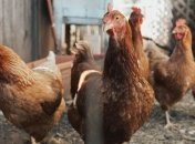 В Украине производители курятины снизили цены