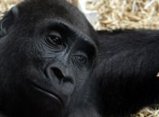 Почему шимпанзе и гориллы скоро вымрут?