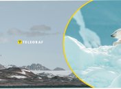 Білий полярний ведмідь в Арктиці