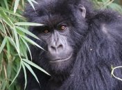 Эбола стала причиной катастрофического исчезновения животных 