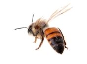 Ученые обнаружили самую древнюю пчелу