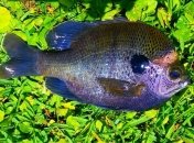 Полная ликвидация в водоемах: в Японии изменили геном рыбы