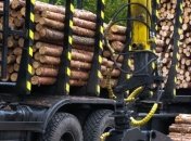 На Закарпатье увеличился объем реализации лесопродукции