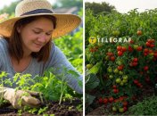 Одно растение спасет грядку с помидорами от вредителей