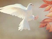 Интересные факты о животных, о которых даже не все зоологи знают