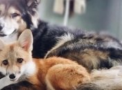Пес и лиса: умилительная парочка, покорившая сердца пользователей Instagram