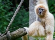 Ученые обнаружили останки неизвестной обезьяны в одной из гробниц Китая