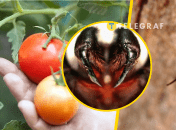 Каракурт може вкусити при роботі на городі