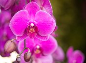 Орхідея здивує пишним цвітінням