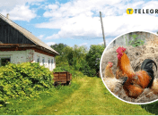 Під Львовом невідома тварина повідривала курам голови