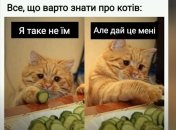 Ты пускаешь кота в свою жизнь, а он не хочет спать с тобой на диване: смешные шутки про усатых и хвостатых