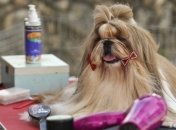 Немцы требуют запретить участие собак в телешоу