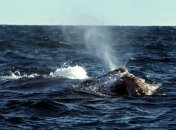 Правительство Японии подтвердило убийство 177 китов для "научных целей" 