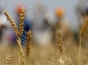 Агрохолдинг "Нибулон" экспортирует в Иорданию 200 тыс тонн пшеницы