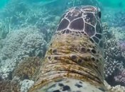 Черепаха провела экскурсию по Барьерному рифу (Видео)