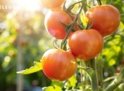 Есть некоторые секреты, как вырастить большие томаты (изображение создано с помощью ИИ)