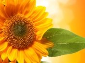 Прогноз погоды на 26 июля: в Украине сохранится очень жаркая погода