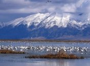 Ученые с помощью птиц защищают водоемы 