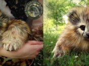 Плюшевые детишки зверей - творчество художницы Ли Кросс (ФОТО)