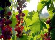 Урожай винограда в 2013 году в Украине может увеличиться