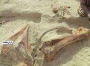 Ученые нашли скелет доисторического слона