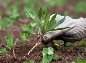 Популярные продукты для удаления сорняков - уксус, соль и кипяток