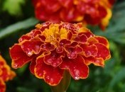 Для чорнобривців ідеальний час для збирання насіння