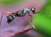 Ученые обнаружили вид муравьев, которые украшают черепами врагов свои дома 