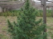 В Запорожье сотрудники СБУ уничтожили плантацию марихуаны на €1 миллион