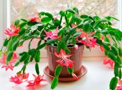 Рождественский или кактус шлюмберегера