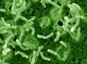 Ученые обнаружили бактерию, уменьшающую уровень стресса и воспаления мозга