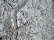 Древние черви могли стать причиной возникновения жизни на Земле