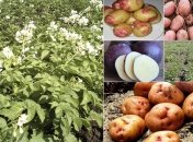 На "интернациональной" плантации растет картофель всех цветов радуги