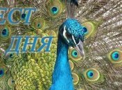 Выберите перо и узнайте акцентуацию своего истинного характера