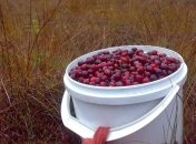 Украинцы могут собирать клюкву в Беларуси