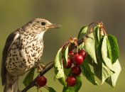Как защитить урожай вишни и черешни от птиц - лайфхаки