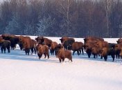 На Віниччині поповнилась популяція зубра