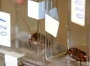 Светящиеся тараканы оказались обманщиками