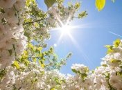 Прогноз погоды на 25 апреля: в Украину придет новое потепление