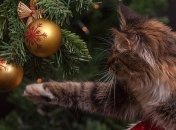 Дома, у друзей или в одиночестве? Где украинцы будут отмечать Новый год 2020