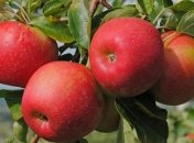 Яблоки полезны для сердца